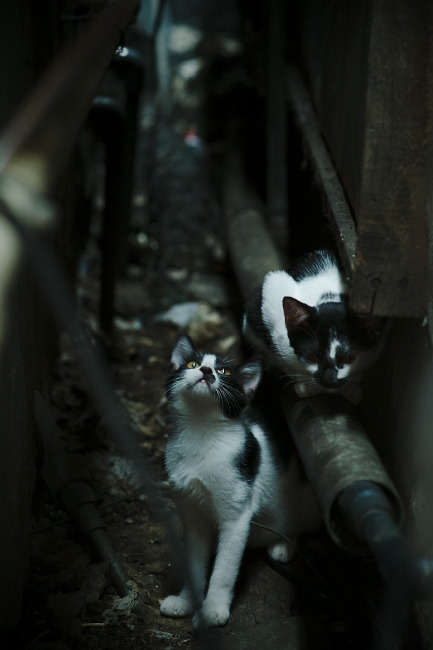 开yun体育-“场地与战术：多场馆环境对比赛策略的影响深度研究”，比赛场地管理与规划