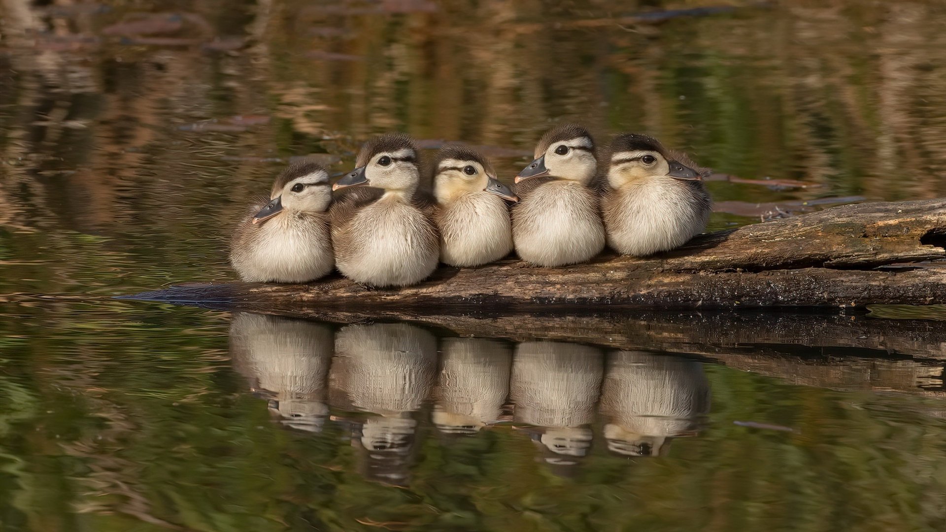 开云注册-日本马术队在2024年世界马术运动会中获得团体三项赛银牌，成绩斐然。
